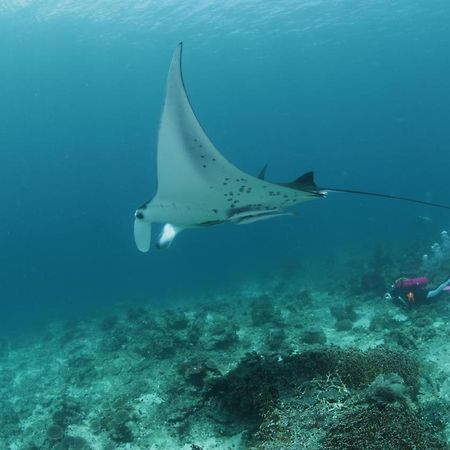 Coriana Dive Resort Waisai Eksteriør bilde