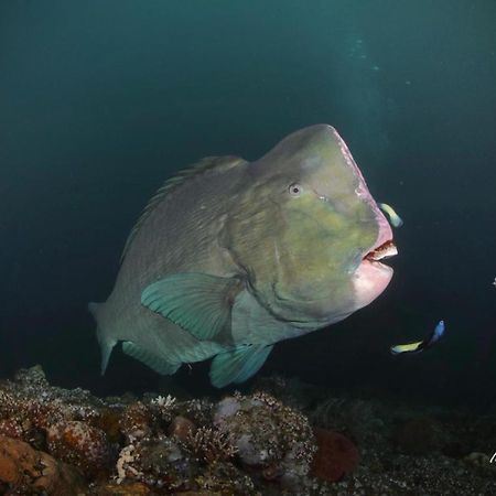 Coriana Dive Resort Waisai Eksteriør bilde