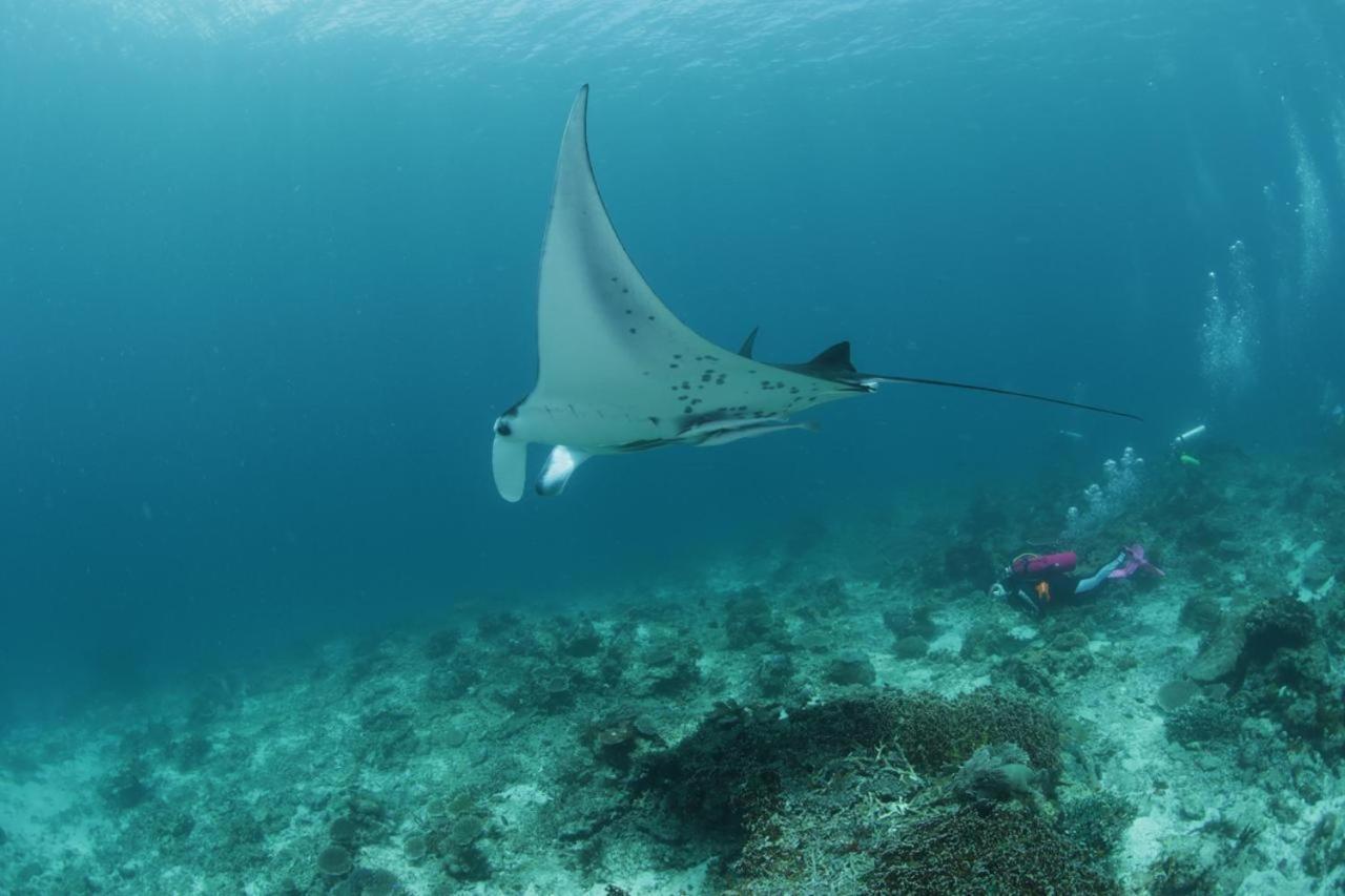 Coriana Dive Resort Waisai Eksteriør bilde