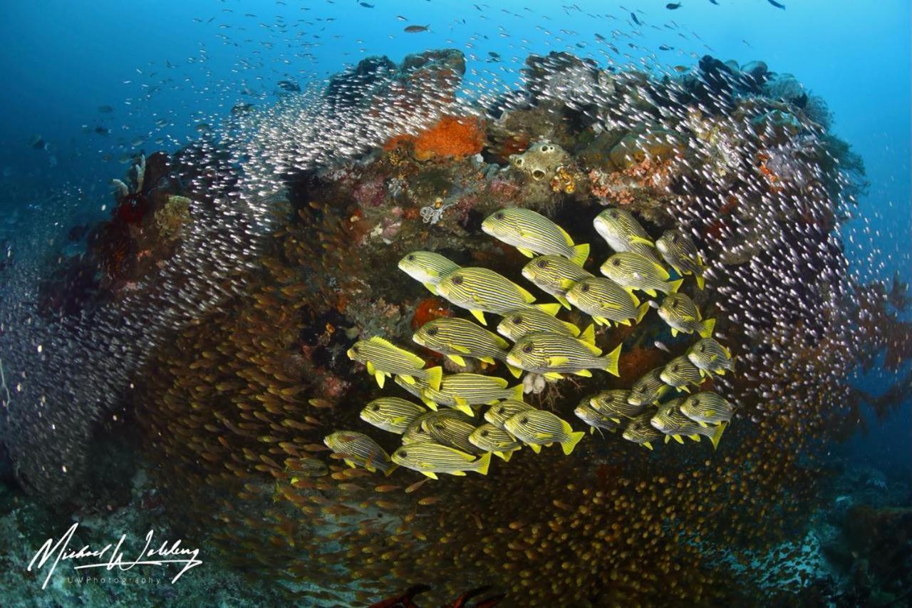 Coriana Dive Resort Waisai Eksteriør bilde