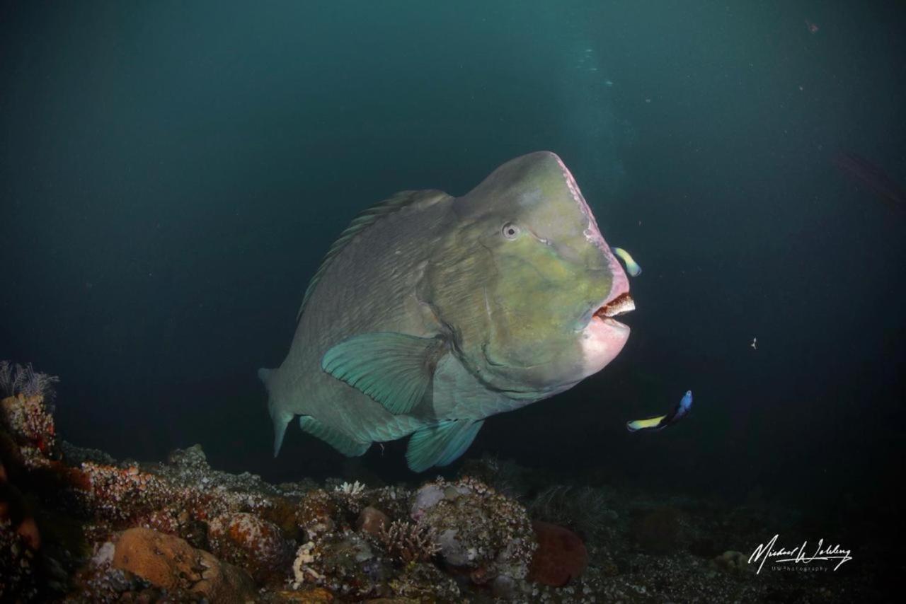 Coriana Dive Resort Waisai Eksteriør bilde